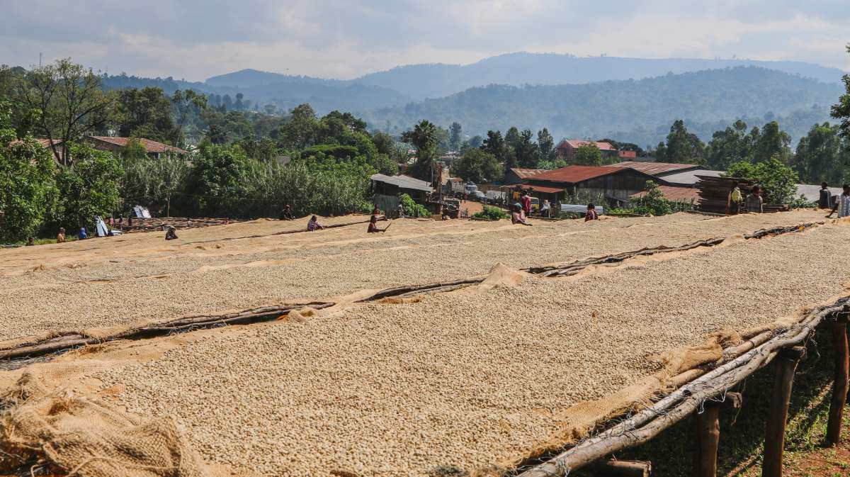 cafeimportsethiopiaar-5